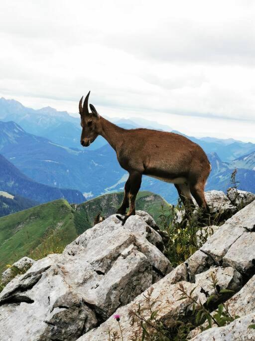 Appartement Vue Sur Le Golf Et Le Lac Leman أفيو لي با المظهر الخارجي الصورة